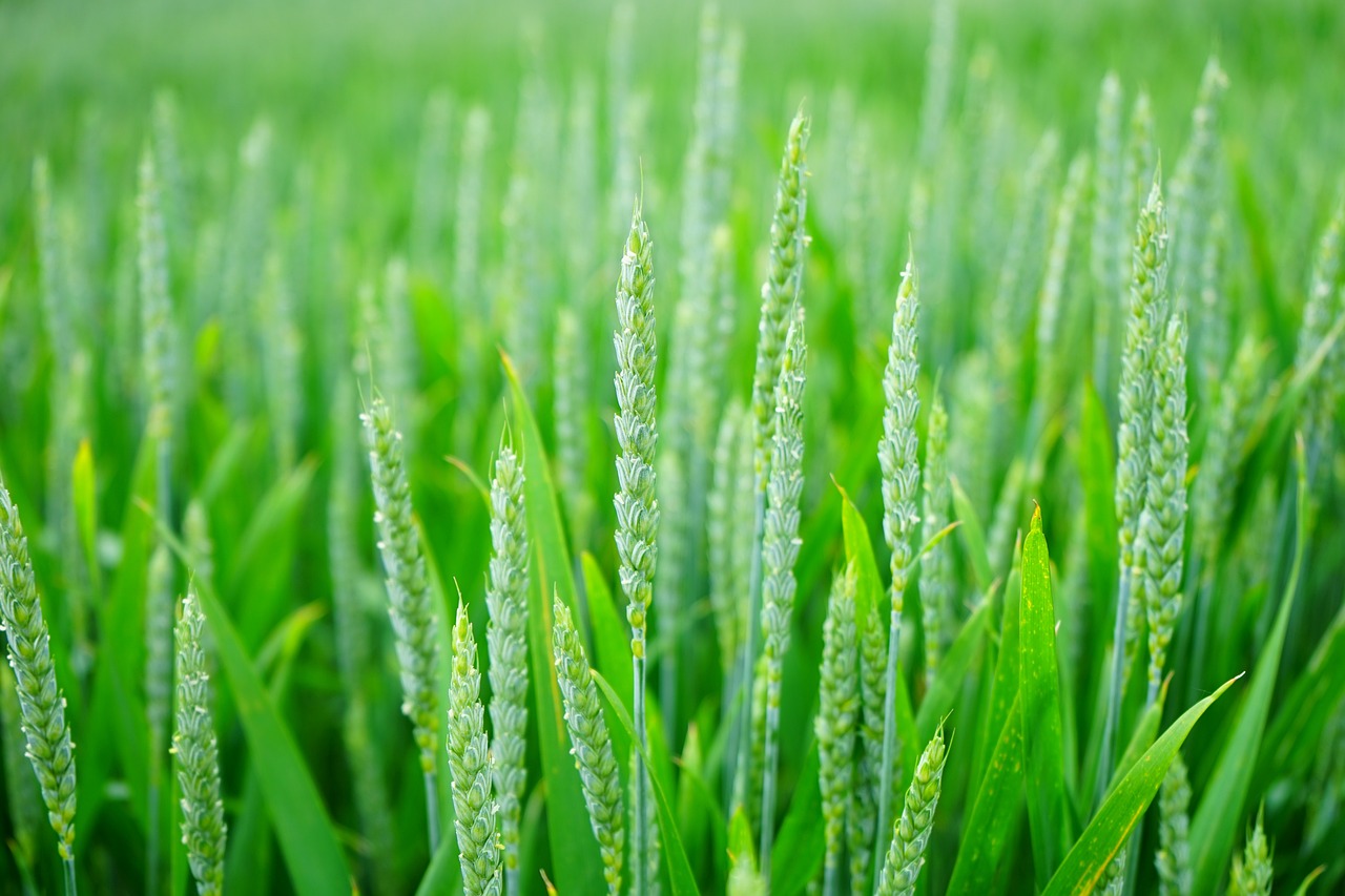 Wheat image